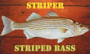 STRIPER1-300x180 Lake Texoma Striper Guide | The Best Fishing Experience