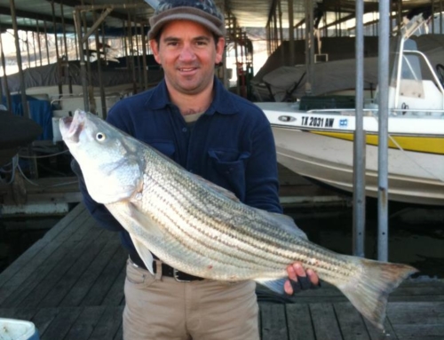 22 LB Striper